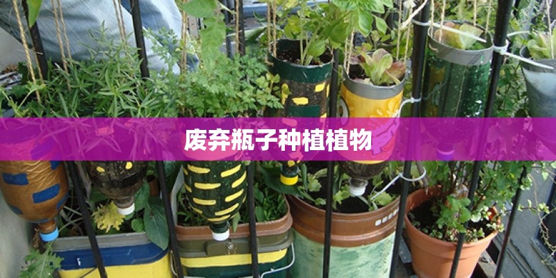 废弃瓶子种植植物