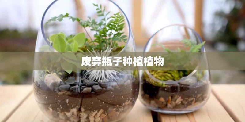 废弃瓶子种植植物
