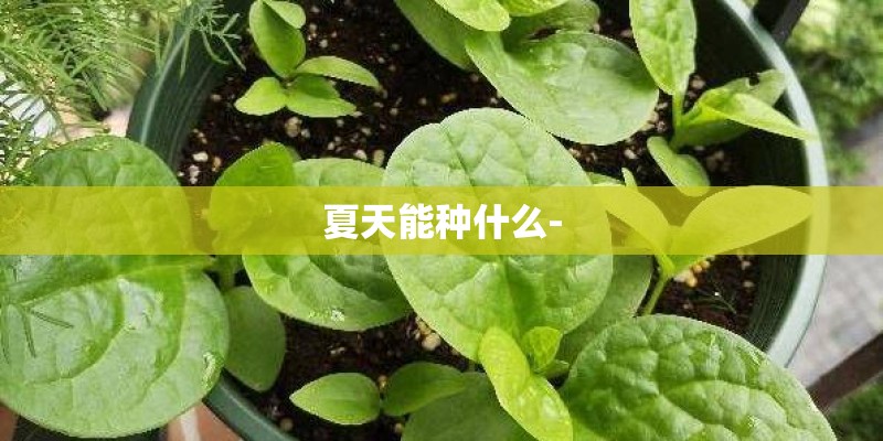 夏天能种什么-