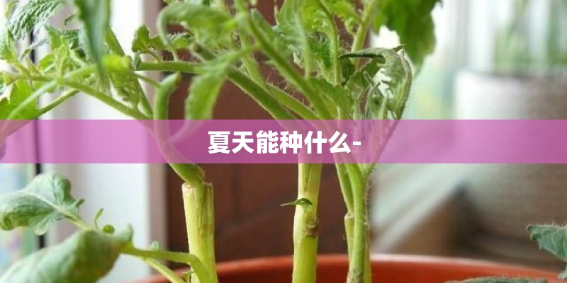 夏天能种什么-
