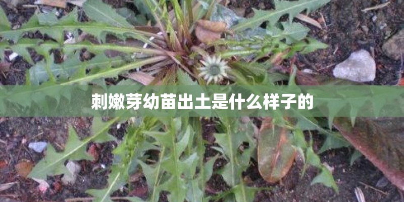 刺嫩芽幼苗出土是什么样子的