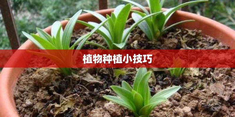 植物种植小技巧