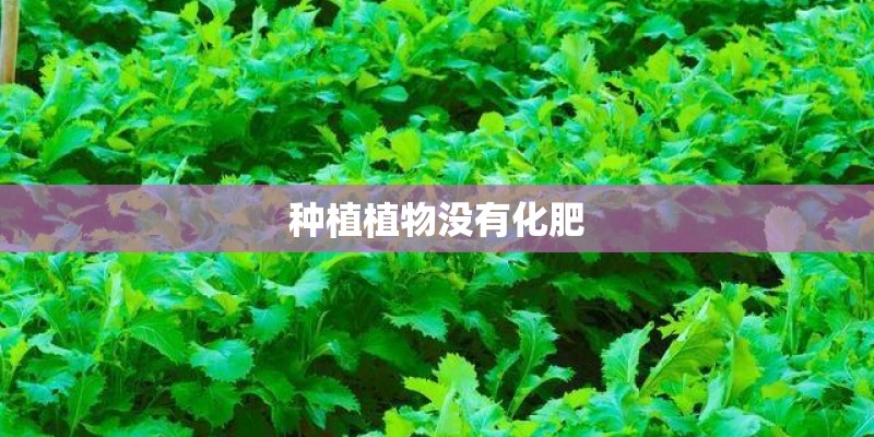 种植植物没有化肥