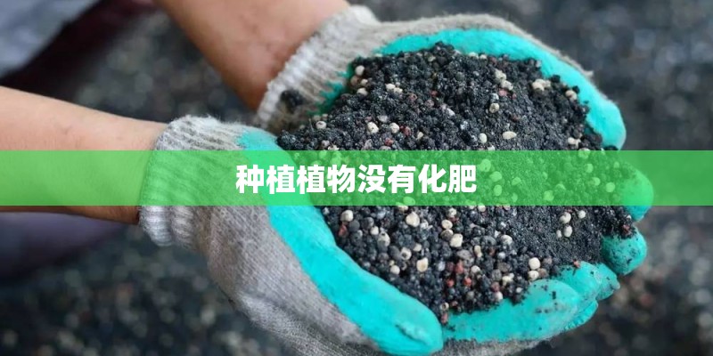 种植植物没有化肥