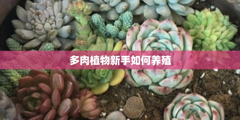 多肉植物新手如何养殖