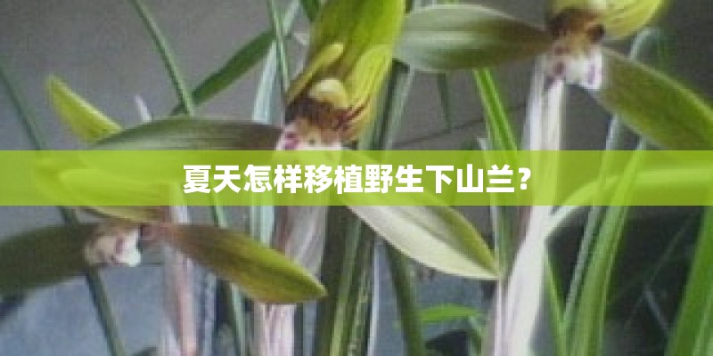 夏天怎样移植野生下山兰？