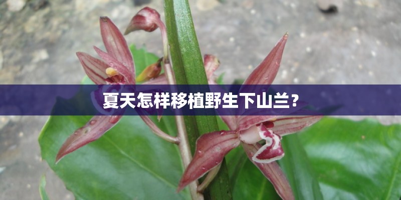 夏天怎样移植野生下山兰？