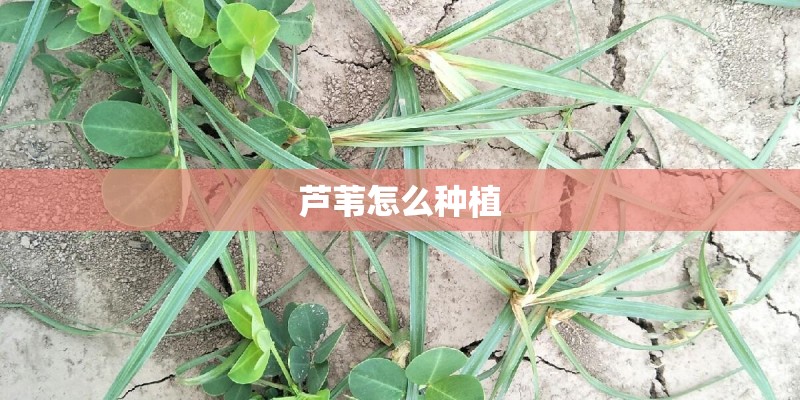 芦苇怎么种植