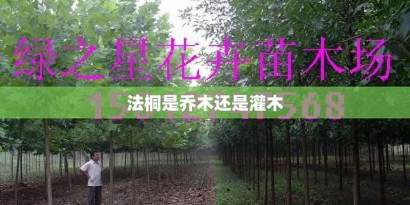 法桐是乔木还是灌木