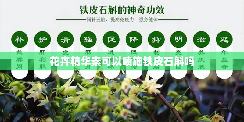 花卉精华素可以喷施铁皮石斛吗