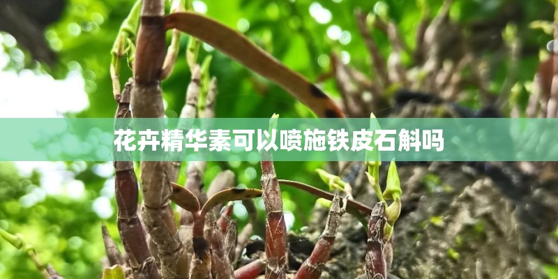 花卉精华素可以喷施铁皮石斛吗