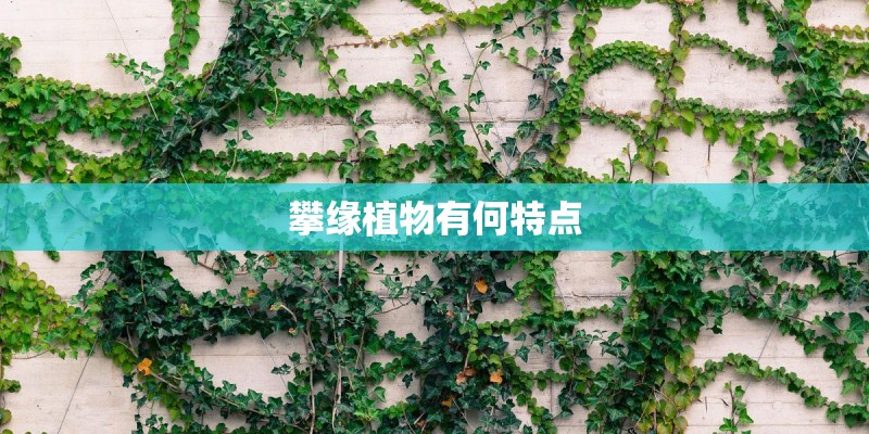 攀缘植物有何特点