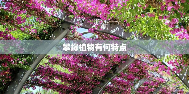 攀缘植物有何特点