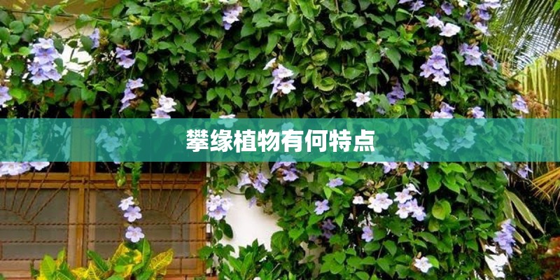 攀缘植物有何特点