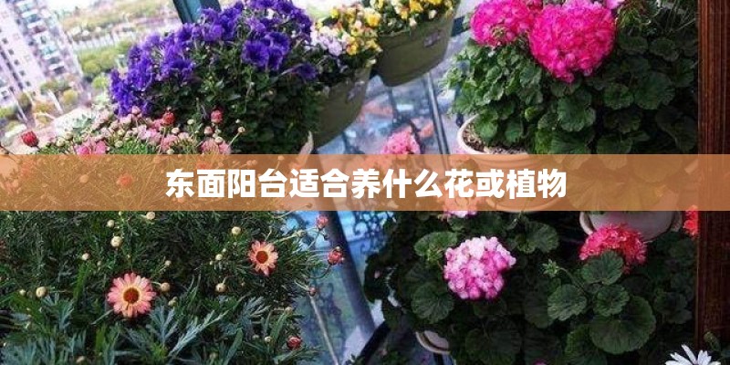 东面阳台适合养什么花或植物