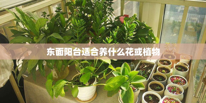东面阳台适合养什么花或植物