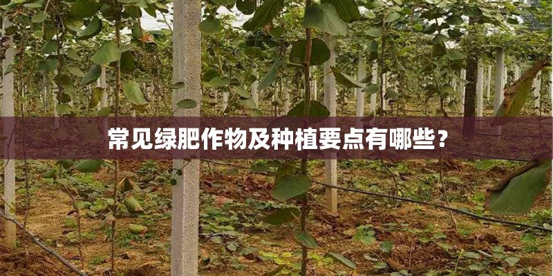 常见绿肥作物及种植要点有哪些？