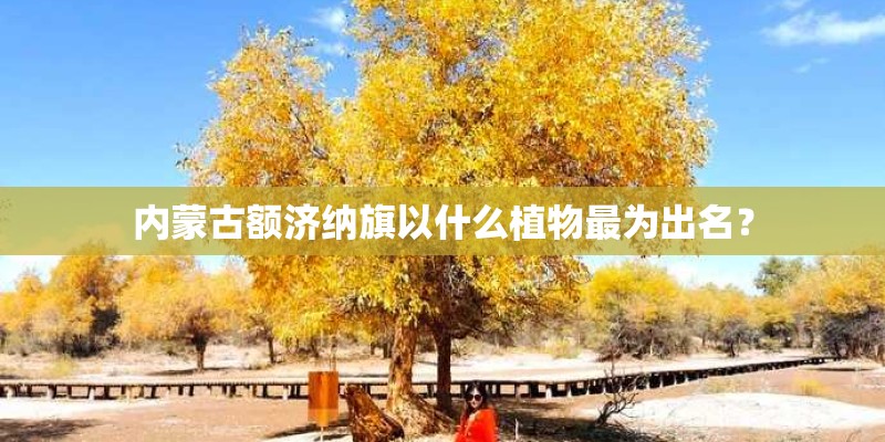 内蒙古额济纳旗以什么植物最为出名？