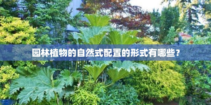 园林植物的自然式配置的形式有哪些？