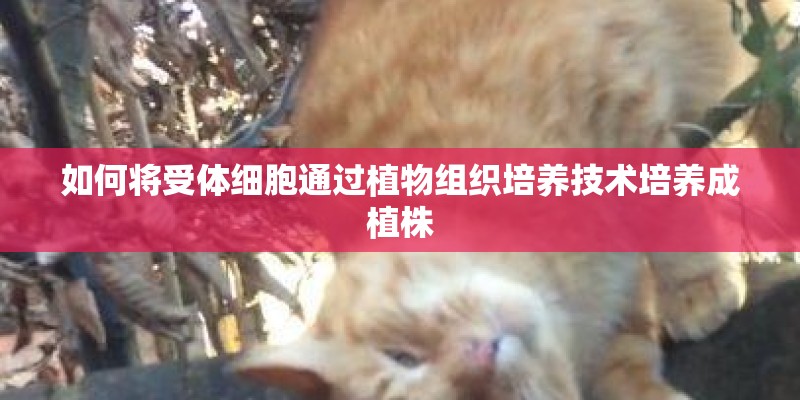 如何将受体细胞通过植物组织培养技术培养成植株