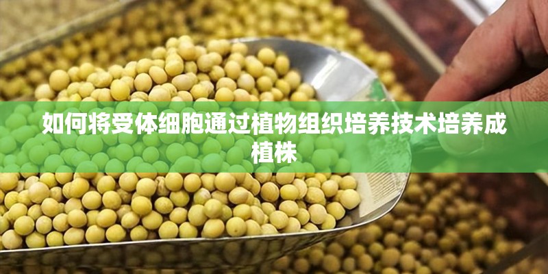 如何将受体细胞通过植物组织培养技术培养成植株