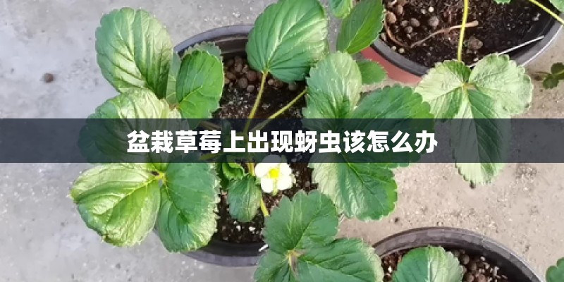 盆栽草莓上出现蚜虫该怎么办