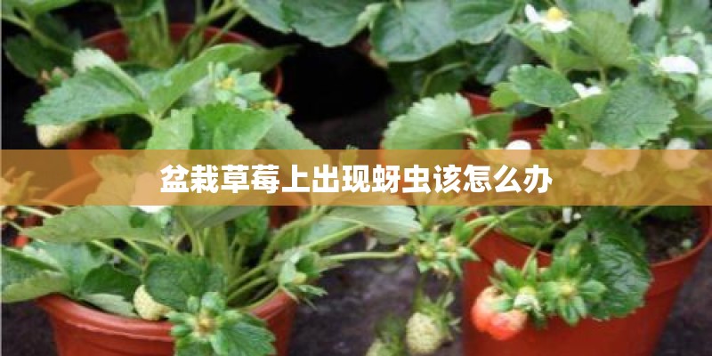 盆栽草莓上出现蚜虫该怎么办