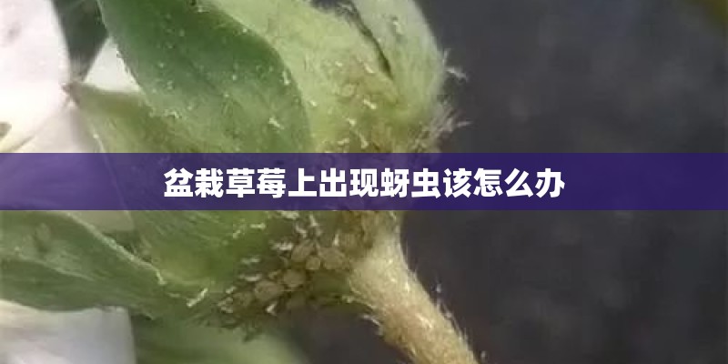 盆栽草莓上出现蚜虫该怎么办