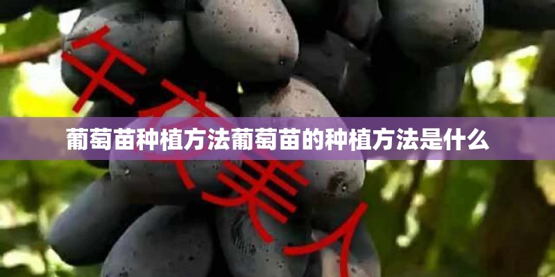 葡萄苗种植方法葡萄苗的种植方法是什么