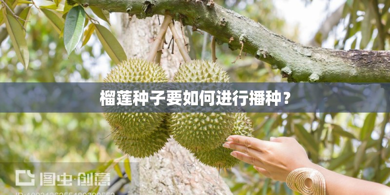 榴莲种子要如何进行播种？