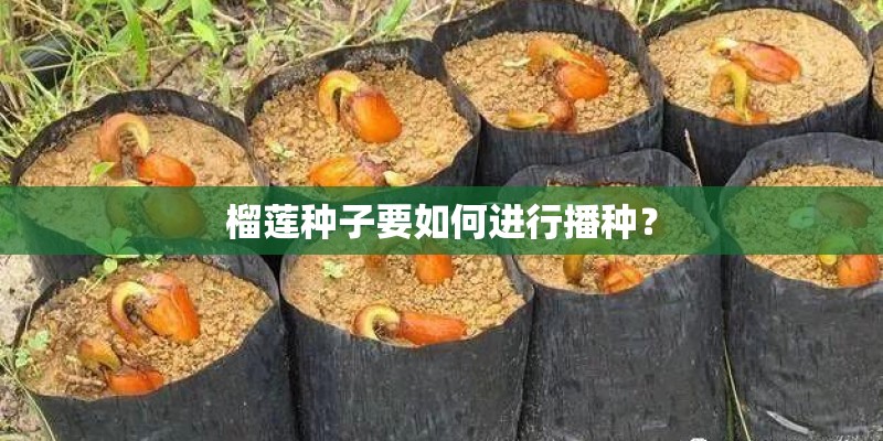 榴莲种子要如何进行播种？