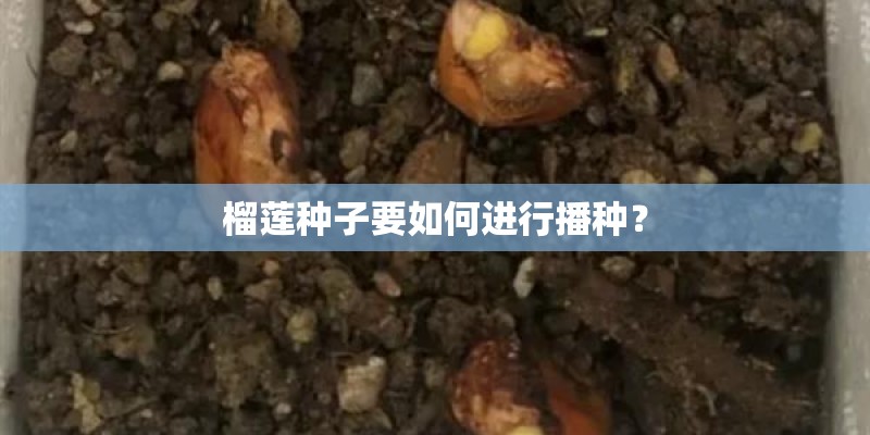 榴莲种子要如何进行播种？