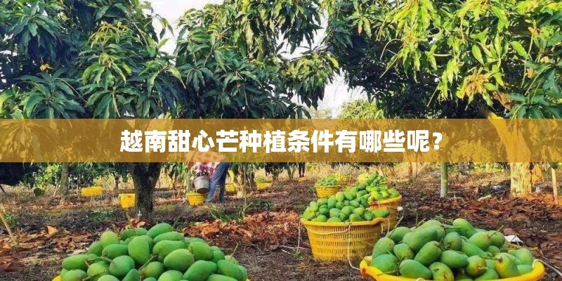 越南甜心芒种植条件有哪些呢？