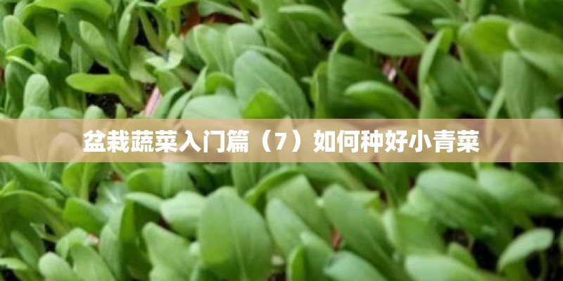 盆栽蔬菜入门篇（7）如何种好小青菜