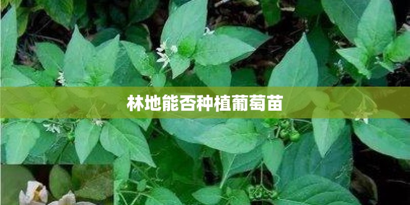 林地能否种植葡萄苗