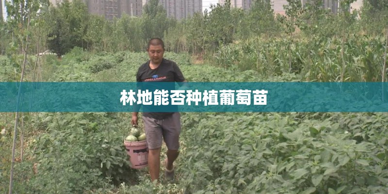 林地能否种植葡萄苗