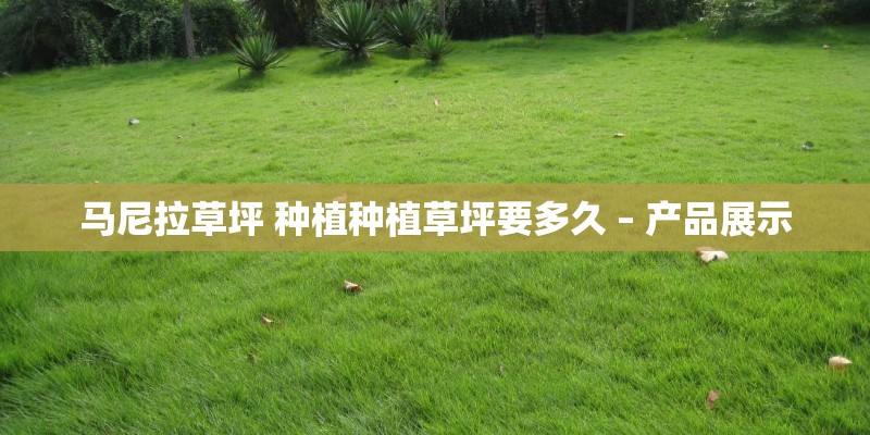 马尼拉草坪 种植种植草坪要多久 – 产品展示