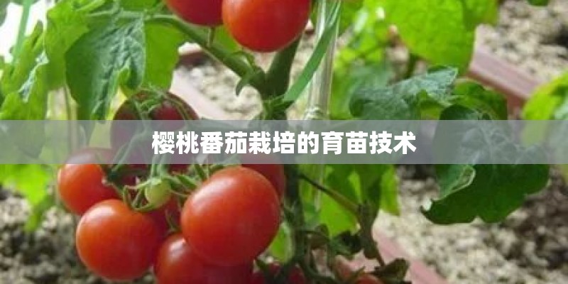 樱桃番茄栽培的育苗技术