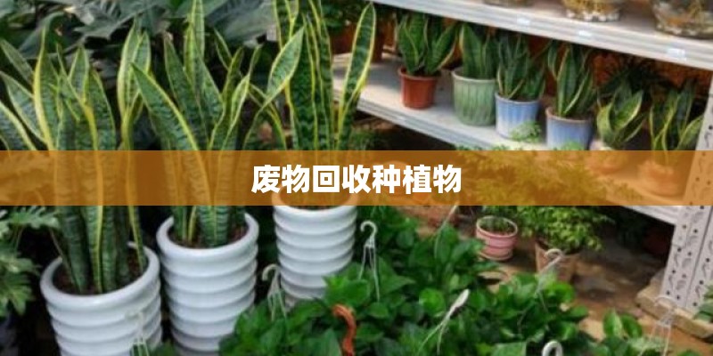 废物回收种植物
