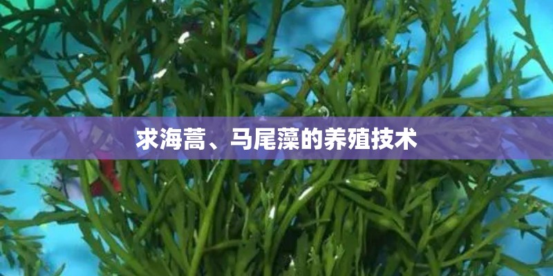求海蒿、马尾藻的养殖技术
