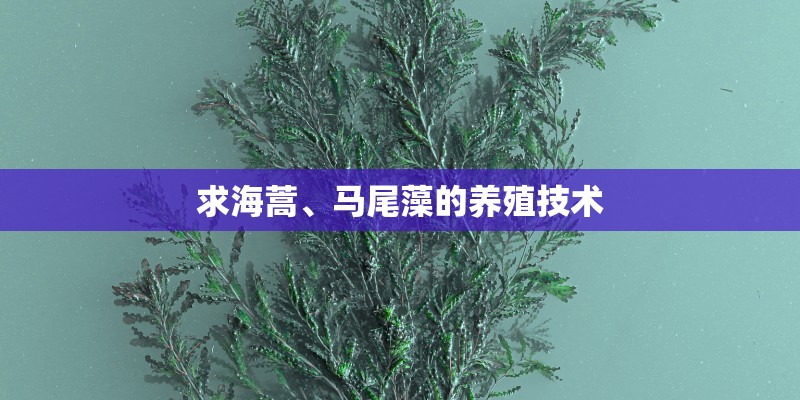 求海蒿、马尾藻的养殖技术