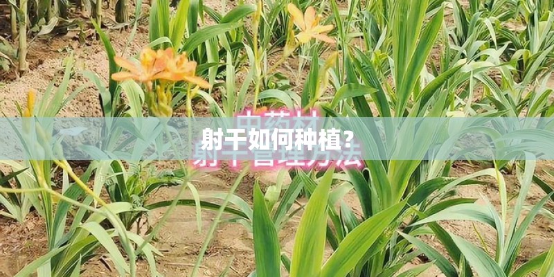 射干如何种植？