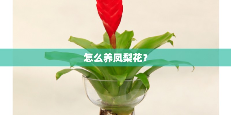 怎么养凤梨花？