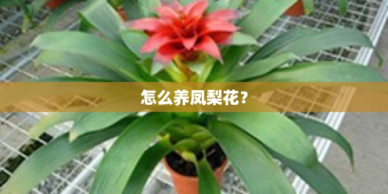 怎么养凤梨花？