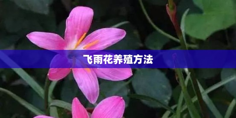 飞雨花养殖方法
