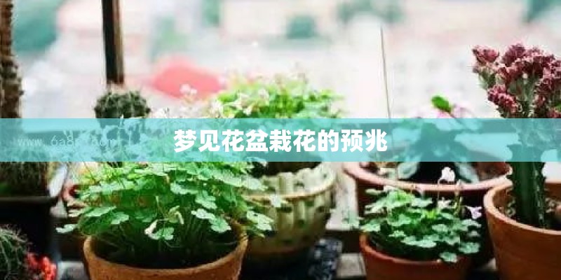 梦见花盆栽花的预兆