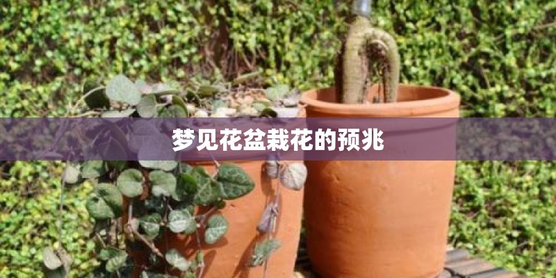 梦见花盆栽花的预兆