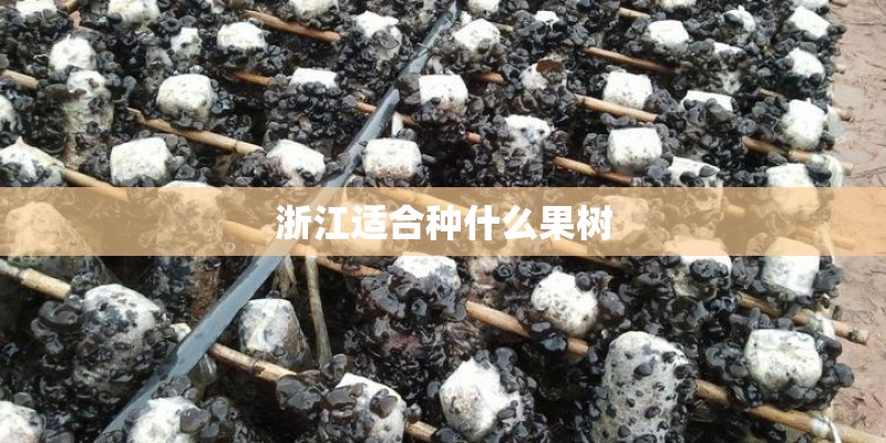 浙江适合种什么果树