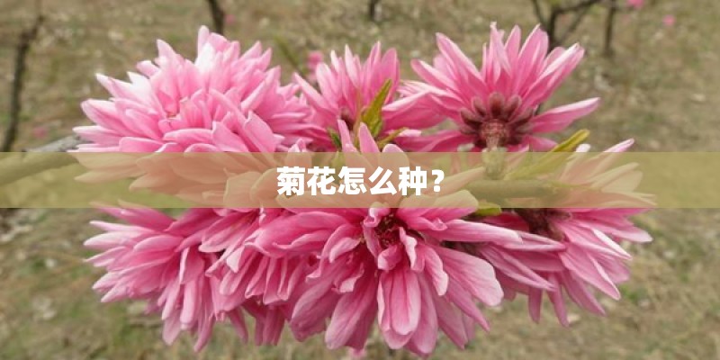 菊花怎么种？