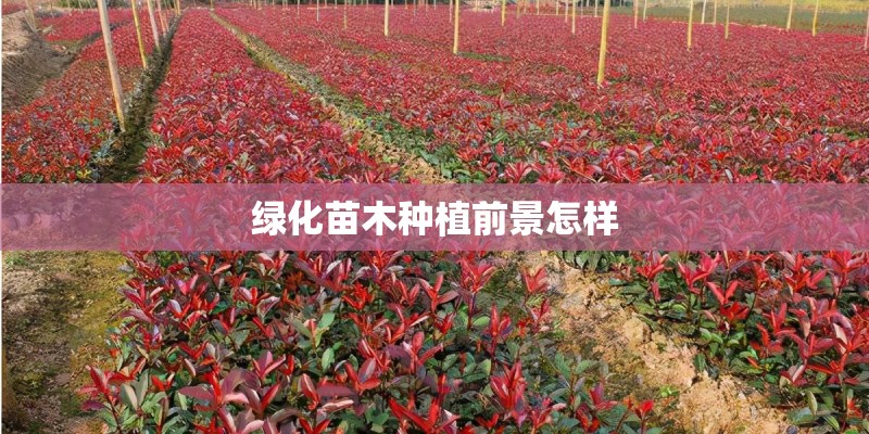 绿化苗木种植前景怎样